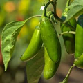 Jalapeño Pepper Seeds - 100+ Capsicum annuum Heirloom, Medium-Heat for Salsa, Pickling, Grilling