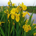 Yellow Water Iris Plants - 5 Bare Root Starter Plants for Ponds & Wet Soils (Zones 3-9)