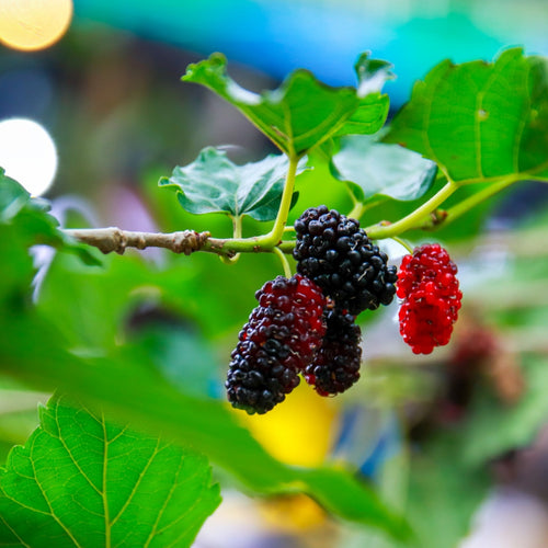 50 Black Mulberry Seeds (Morus nigra) - Hardy, Fast-Growing, Edible Berries