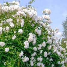 Iceberg Rose Unrooted Cuttings (4) - Rosa 'Iceberg' White Blooms for Propagation