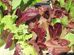 1000 Gourmet Lettuce Blend Seeds | Mixed Lettuce for Home Gardens