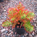Crassula capitella Campfire Unrooted Cuttings - 3 Red & Green Succulent Campfire Jade Plant