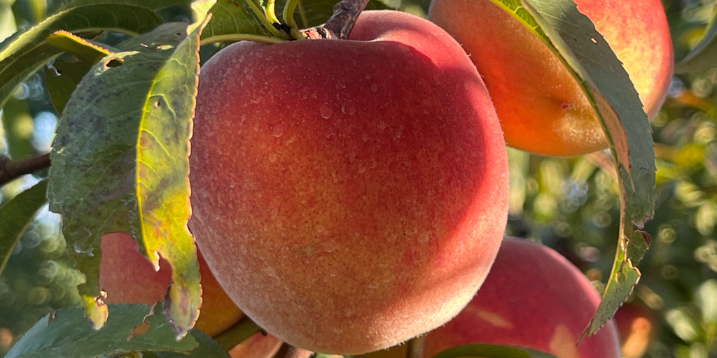 Donut Peach Fruit Tree Scion Cuttings (6-10"), Unrooted - Prunus persica var. platycarpa