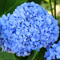Blue Hydrangea Plant (Hydrangea macrophylla) - Fully Rooted Cutting 3-8" Tall