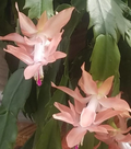 Schlumbergera truncata Cuttings (2 Stem Segments) Peach Blooms | Thanksgiving/Holiday Cactus
