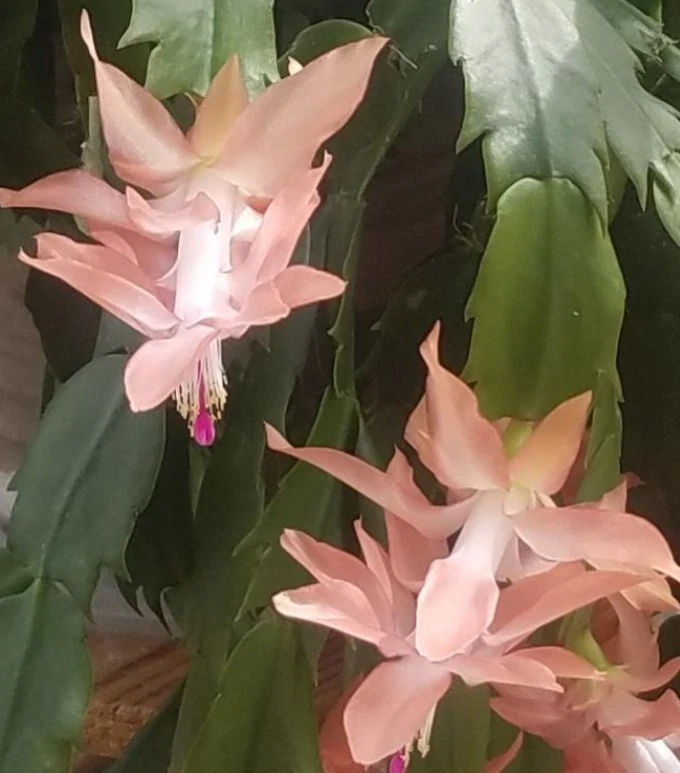 Schlumbergera truncata Cuttings (2 Stem Segments) Peach Blooms | Thanksgiving/Holiday Cactus