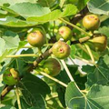 Fig Tree Crozes - Cold Hardy Unrooted Cutting, 6-8 Inches
