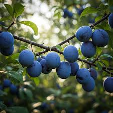 European Purple Plum Live Plant - 6-8" Rooted Cutting, Self-Pollinating
