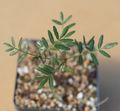 Bursera microphylla Waterman Form - 7" Bare Root Rare Succulent (Elephant Tree)