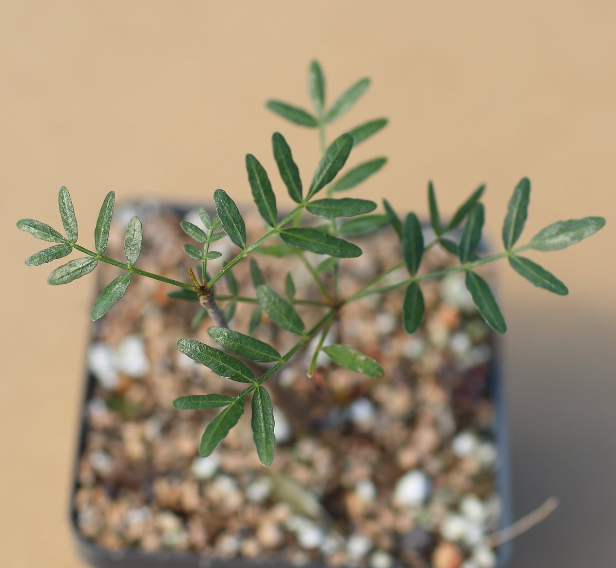 Bursera microphylla Waterman Form - 7" Bare Root Rare Succulent (Elephant Tree)