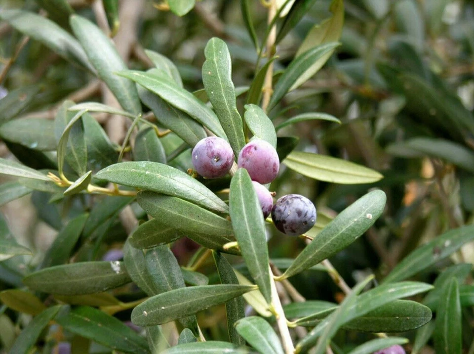 Arbequina Olive Tree Starter Plant - Olea europaea, 5+ inches, Drought-Tolerant, Zones 8-11