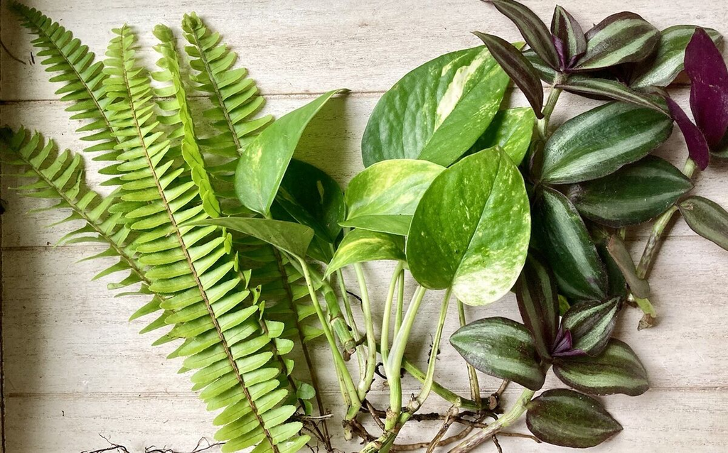 12 Rooted Plant Cuttings (3 Each): Pothos, Wandering Jew, Arrowhead Vine & Ferns - Ready to Grow