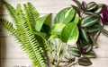 12 Rooted Plant Cuttings (3 Each): Pothos, Wandering Jew, Arrowhead Vine & Ferns - Ready to Grow