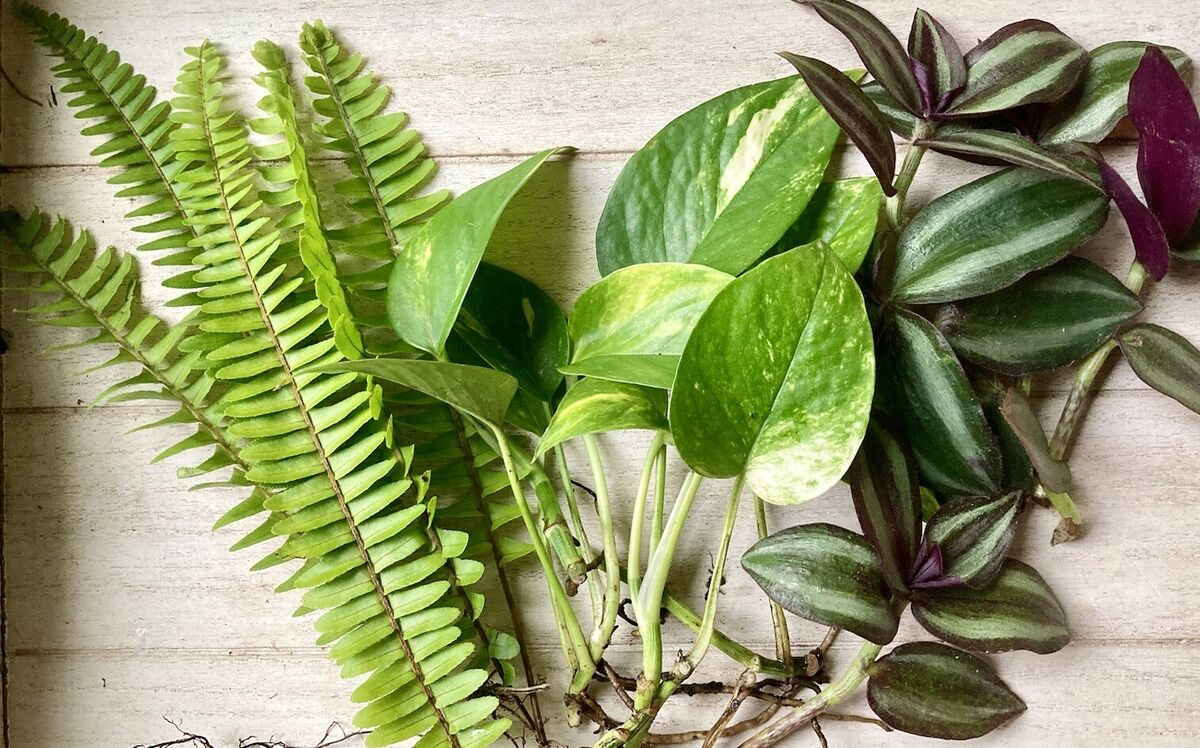 12 Rooted Plant Cuttings (3 Each): Pothos, Wandering Jew, Arrowhead Vine & Ferns - Ready to Grow