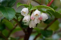 Vaccinium ovatum Cuttings - 6 Count | Evergreen Huckleberry Native Shrub