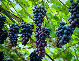 Muscadine Grape Plants - Southern Home (5 Starter Plants) | Vitis spp. Cold-Hardy Edible Vine