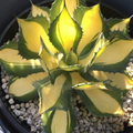 Rare Agave Rum Runner Hybrid - Japanese Mutation, 12" Rosette, Red Thorns - Zone 8+