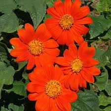 Mexican Sunflower Seeds (Tithonia rotundifolia) - 75 Seeds, Non-GMO, Orange Blooms, Annual