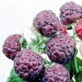 Glencoe Raspberry Plants (5-Pack) - Thornless Purple Raspberry Starter Plants
