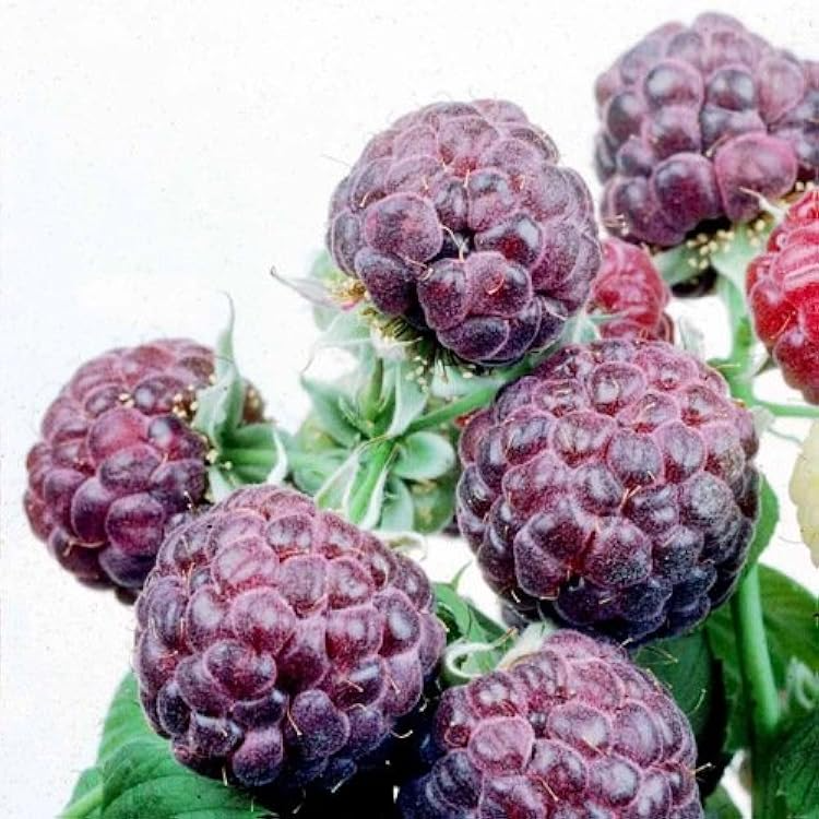 Glencoe Raspberry Plants (5-Pack) - Thornless Purple Raspberry Starter Plants