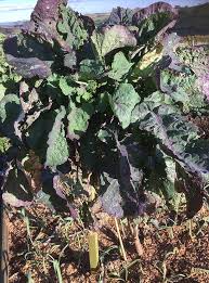 Purple Tree Kale Cuttings - 2 Unrooted Cuttings Brassica oleracea Perennial Edible Green