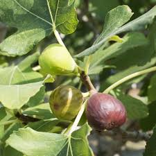 Celeste Fig Unrooted Cuttings (5) - 6"+, 3+ Nodes for Propagation