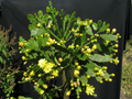 Brasiliopuntia brasiliensis (Brazilian Prickly Pear) Unrooted Cutting 1-2"