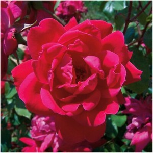 Knock Out Rose Cuttings - 3 Unrooted 6" Cuttings, Red Blooming Shrub