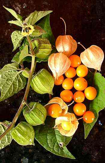 Golden Berry 'V' Pineapple Fresh Cuttings for Rooting (Physalis peruviana) – 6 Unrooted Cuttings
