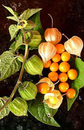Golden Berry 'V' Pineapple Fresh Cuttings for Rooting (Physalis peruviana) – 6 Unrooted Cuttings