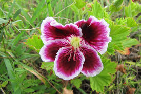 Regal Geranium Cuttings (3) - Pelargonium | Unrooted 5-8" Full Sun