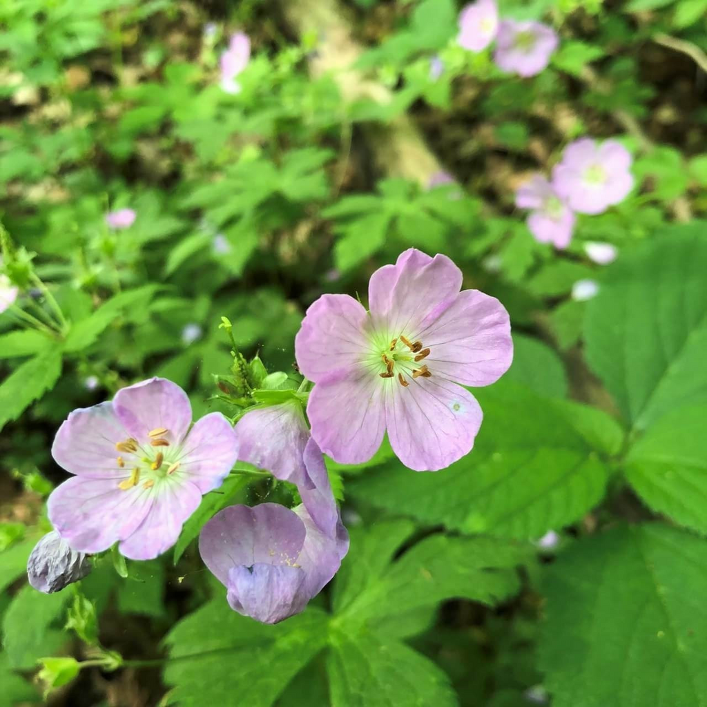 5 Bare Root Cranesbill Wild Geranium Plants (Geranium maculatum) – Native Perennial