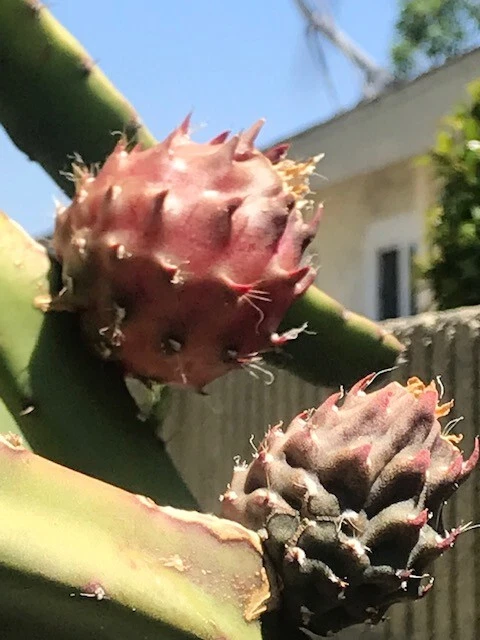 Black Africanis Dragon Fruit Cuttings (8-10") - TLM Variety, Near-Black Skin, Red Flesh, Self-Fertile