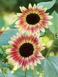 Strawberry Blonde Sunflower Seeds - 50 Hybrid Helianthus annuus | Pollinator-Friendly, Non-GMO