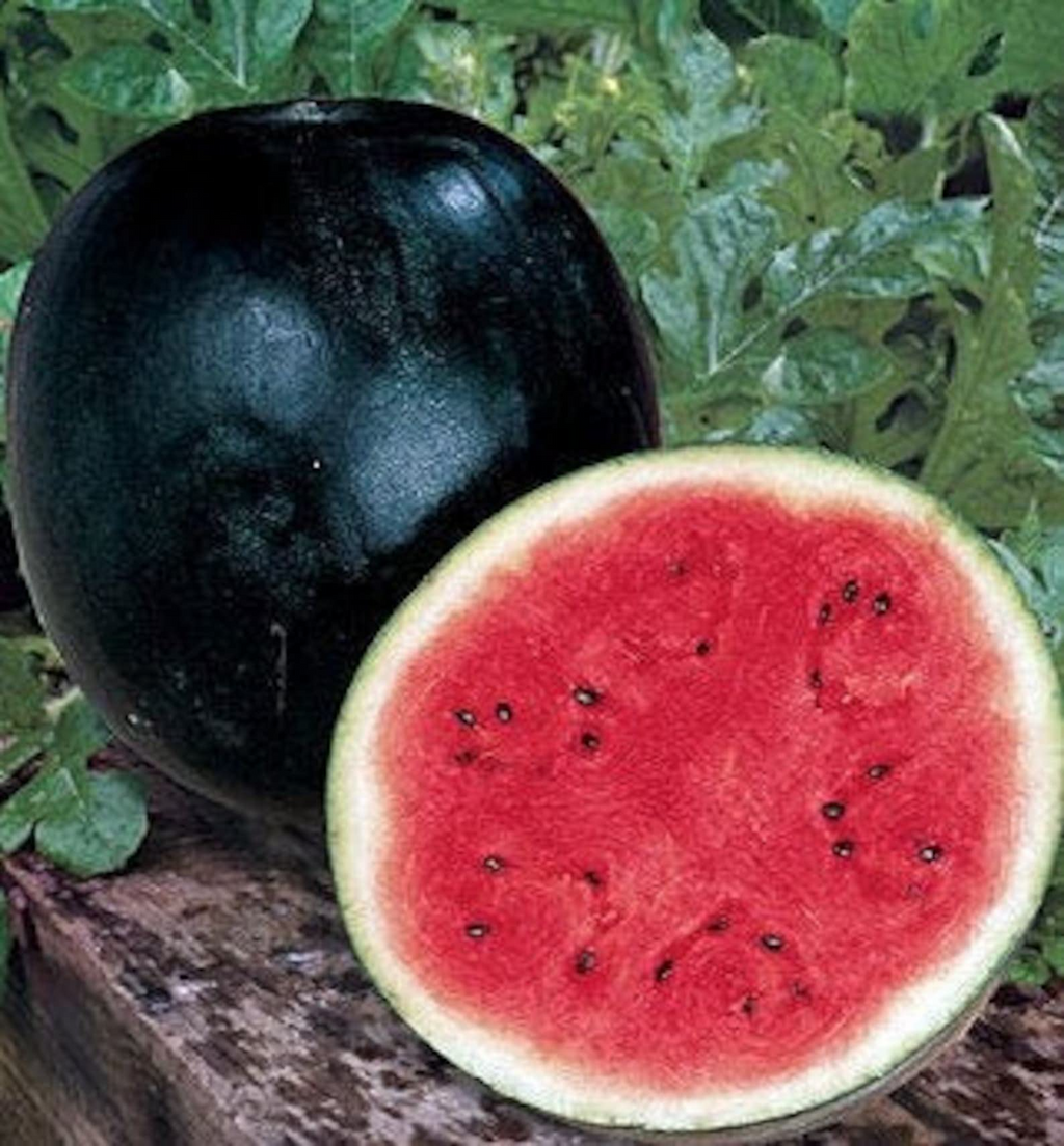 Black Diamond Watermelon Seeds - 50 Seeds | Heirloom Large Sweet Fruit