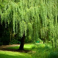 Salix babylonica Weeping Willow Bonsai Stock Cutting (Unrooted) - Zone 6-8