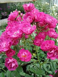Pink Madame Norbert Levavasseur Cuttings - 4 Fresh Unrooted Stems