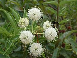 Buttonbush Plant Cephalanthus occidentalis Bare Root 12-18" | Native Wetland Shrub