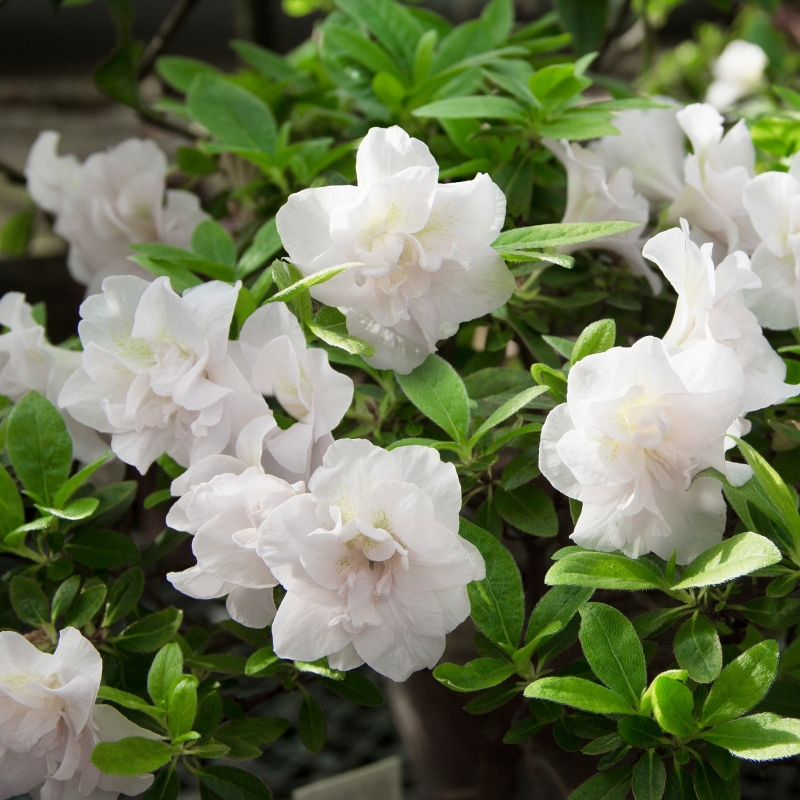 Hardy Gardenia Azalea Rhododendron Deciduous Starter Plant with Double White Blooms