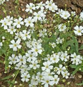 Baby’s Breath Seeds Gypsophila elegans – 1,000 Non-GMO Seeds for Borders & Bouquets