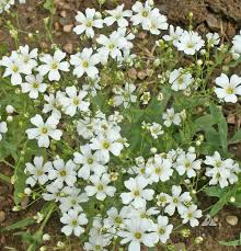Baby’s Breath Seeds Gypsophila elegans – 1,000 Non-GMO Seeds for Borders & Bouquets