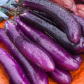 Eggplant Long Purple Seeds (Solanum melongena) - 50 Non-GMO Heirloom Seeds for Garden or Containers