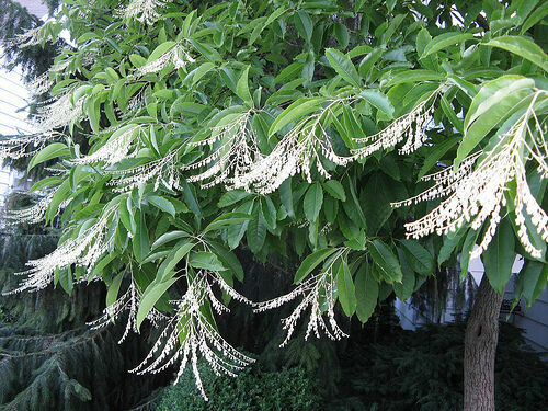 Lily of the Valley Sourwood Seeds (Oxydendrum arboreum) – 100 Seeds for Native Tree