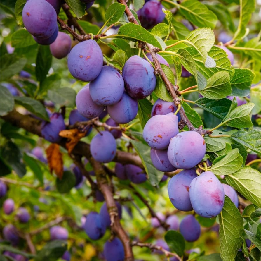 10 Plum Tree Seeds | Prunus americana | American Wild Plum - Non-GMO Seeds