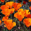 California Poppy Seeds (Eschscholzia californica) - 1,000 Non-GMO Seeds for Pollinator Gardens