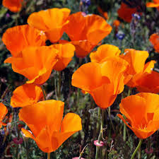 California Poppy Seeds (Eschscholzia californica) - 1,000 Non-GMO Seeds for Pollinator Gardens