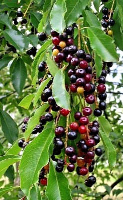 Black Cherry Seeds (Prunus serotina) – 20 Premium Seeds for Sweet Edible Fruit