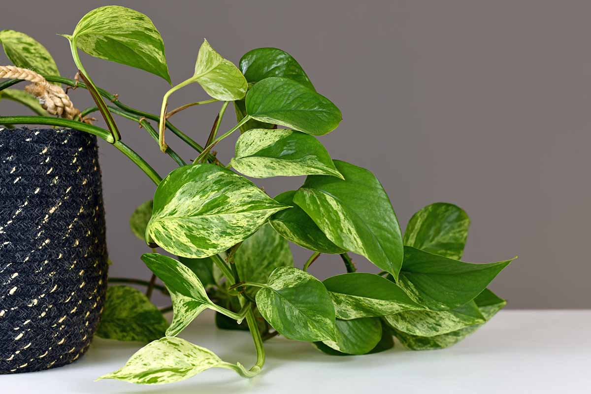 Golden Pothos Rooted Cuttings – 6 Bare-Root Live Houseplants for Soil or Water