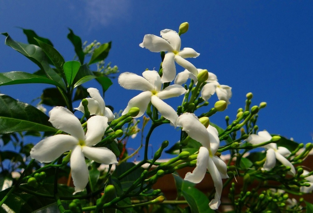 Crape Jasmine Cuttings (Tabernaemontana divaricata) - 12 Live Clippings, Fragrant White Pinwheel Flowers