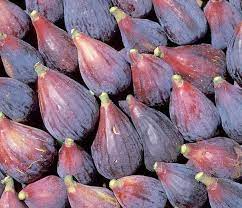 Andijan Fig Unrooted Cuttings - 3 Rare Ficus Carica Cuttings for Rooting or Grafting